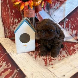 Kayce - Chocolate male Shih Tzu puppy in Success, Missouri from Sweet Success