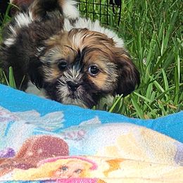 Little Angel - Tricolor female Shih Tzu puppy in New Bern, North Carolina from Kuddly Creatures