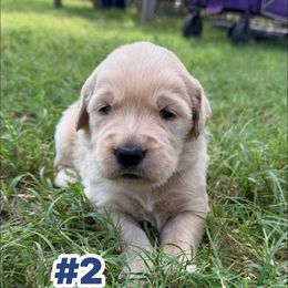 Number 2 Abby and Gus - Golden male Golden Retriever puppy in Piedmont, Oklahoma from Sabrina's Golden Retrievers