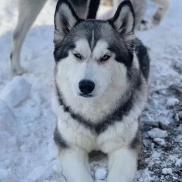 Timber - Siberian Husky