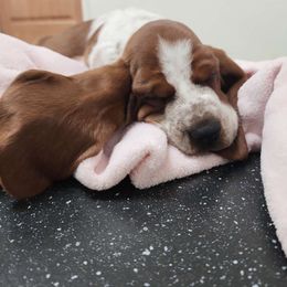 Girl 1 - Mahogany and white Basset Hound puppy in Camp Verde, Arizona from Robbs Ranch Bassets