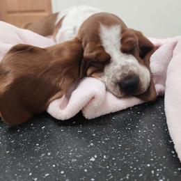 Girl 1 - Mahogany and white Basset Hound puppy in Camp Verde, Arizona from Robbs Ranch Bassets