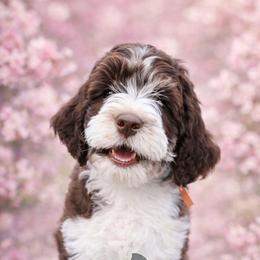 Honor - Tri-color male Bernedoodle puppy in Marion County, Ohio from Hatten Homestead Kennels