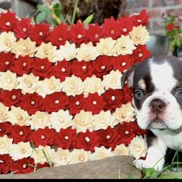 Charlie - Chocolate tri-color male Bulldog puppy in Ben Lomond, Arkansas from Miesha Carver's Bulldogs