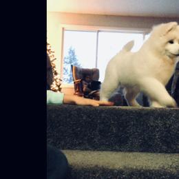 Samoyed Puppies from White Cloud Samoyeds