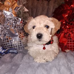 Male - Wheaten male Miniature Schnauzer puppy in Shoshone, Idaho from Debra Kruse's Miniature Schnauzers
