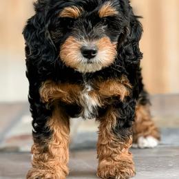Bernedoodle, Goldendoodle, and Golden Mountain Doodle Puppies from Magic Valley Family Doodles