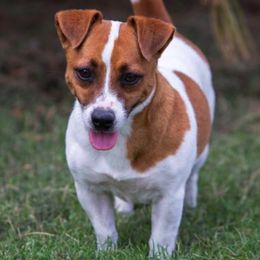 Russell Terriers from 42 Jack Russell Terriers