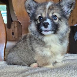 Fluffy Miss Ella - Sable female Pembroke Welsh Corgi puppy in Checotah, Oklahoma from Skoal Creek Corgi's