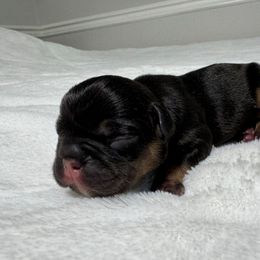 Snickerdoodle - Tricolors male French Bulldog puppy in Salisbury, Maryland from 77 Frenchies Maryland