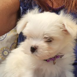 Maltese Puppies from My Precious pups
