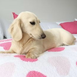 Alaska - Dachshund