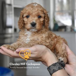Cockapoo Puppies from Chesley Hill Cockapoos