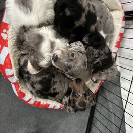 Dachshunds and Golden Retrievers from 50 shades of dachshund