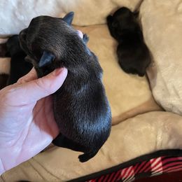 Maltese, Miniature Schnauzer, and Yorkshire Terrier Puppies from Sassy Yorkie Love Alabama