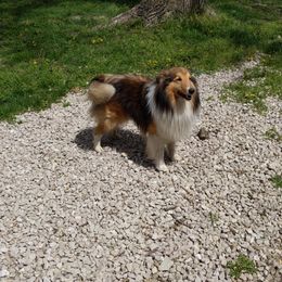 Shetland Sheepdog Puppies from Rose Hill Farm