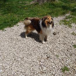 Shetland Sheepdog Puppies from Rose Hill Farm