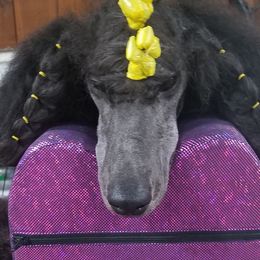 Poodles from Bear Cove Standard Poodles