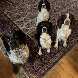English Springer Spaniel All Grown Up from Angel English Springer Spaniels
