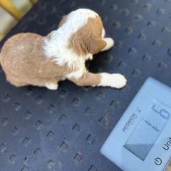 Bernedoodle, Double Doodle, and Saint Berdoodle Puppies from Remington Kennels, LLC