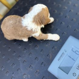 Bernedoodle, Double Doodle, and Saint Berdoodle Puppies from Remington Kennels, LLC