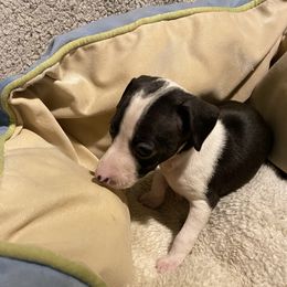 Boy 2 - Italian Greyhound puppy in Frederick, Maryland from Celeste Italian Greyhounds