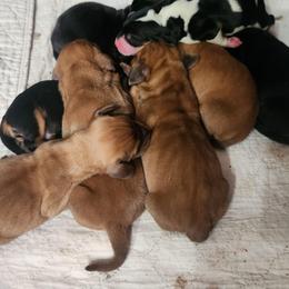Male Red 1 - Red and white male Basset Hound puppy in Oviedo, Florida from Boss Farms