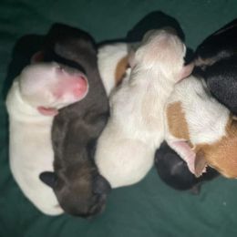 Dachshund Puppies from Hidden Oaks Dachshunds