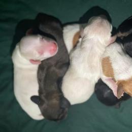 Dachshund Puppies from Hidden Oaks Dachshunds