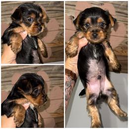 Boone - Black and gold male Morkie puppy in Cleveland, Tennessee from Moody’s Morkies and More
