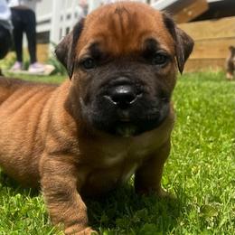 Red - Red male Boerboel puppy in Callicoon, New York from Southern Pride Boerboels