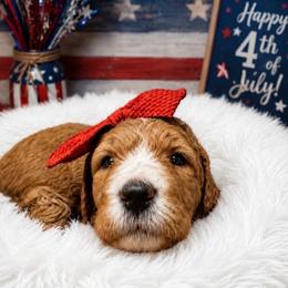 Mary Elizabeth (Maggie) - Red  female Goldendoodle puppy in Rocky Point, North Carolina from CelticDoods