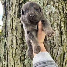 Oliver - Blue male German Shepherd puppy in Watervliet, Michigan from M&M Shepherd Farms