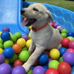 Albertine - Yellow female Labrador Retriever puppy in Alger, Ohio from Osborne Family Retrievers