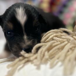 Clark - Black tri-color male Australian Shepherd puppy in Butler, Georgia from Aussies at Howling Hill Farm