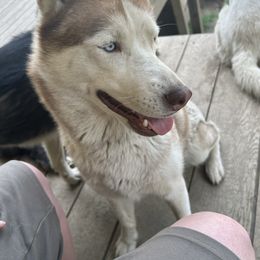 Autumn - Siberian Husky