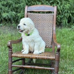 Boy 2 - male Golden Retriever puppy in Germantown, Ohio from Doodle Patch Farm