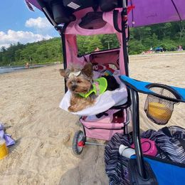 Yorkshire Terrier Puppies from Wendy's Yorkies