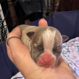 Chao - Blue male Boston Terrier puppy in Monroe, Washington from Nordkyn Boston Terriers