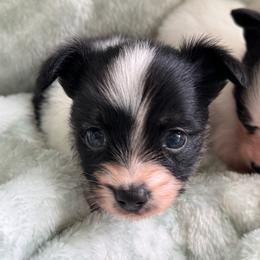 Sadie's Girl 2 - White black and tan female Papillon puppy in Shirley, Arkansas from Lucky Pups