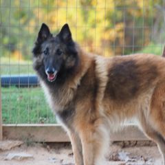 Uma - Belgian Tervuren