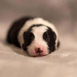 Border Collie Puppies from High Point Border Collies