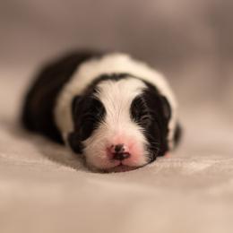 Border Collie Puppies from High Point Border Collies