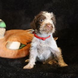 Boy 5 - Brown and gray male Wirehaired Pointing Griffon puppy in Afton, Wisconsin from Daehler's Wirehaired Pointing Griffons
