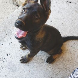 German Shepherd Puppies from Triple K Kennels