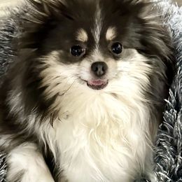 AKC Tinsel - Pomeranian