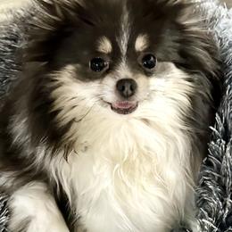 AKC Tinsel - Pomeranian