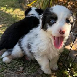 Hail - Blue merle male Miniature American Shepherd puppy in Phoenix, Arizona from Outlaw Minis