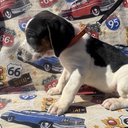 Boy 1 - Blue ticked and tan male Bluetick Coonhound puppy in Mount Pleasant, Texas from Harmons Hounds