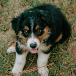 Chesapeake(Chessie) - Black tri-color female Australian Shepherd puppy in Aberdeen, North Carolina from Huckleberry Hill Aussies LLC.